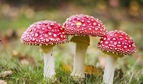 718黑瓜吃料蘑菇视频在线观看